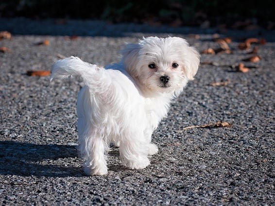 犬の画像１