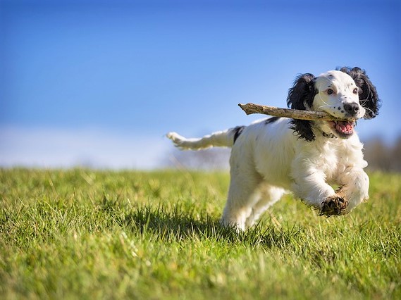 犬の画像２