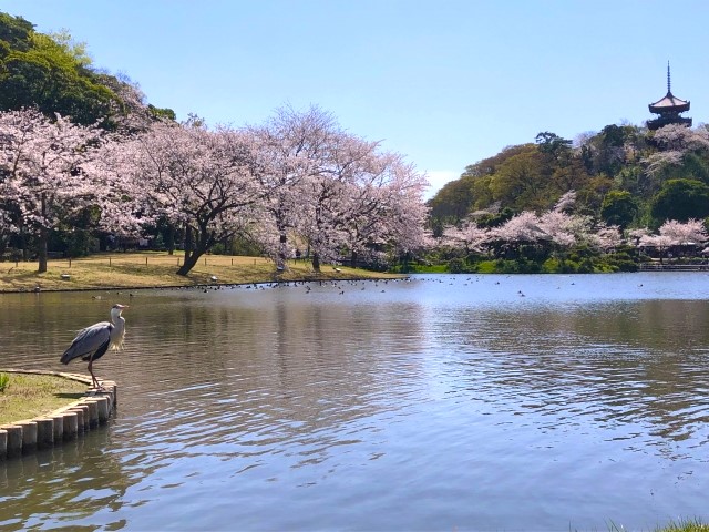 三渓園の画像