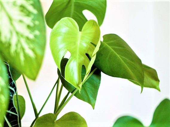 観葉植物の画像１