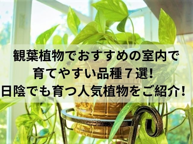 観葉植物でおすすめの室内で育てやすい品種７選